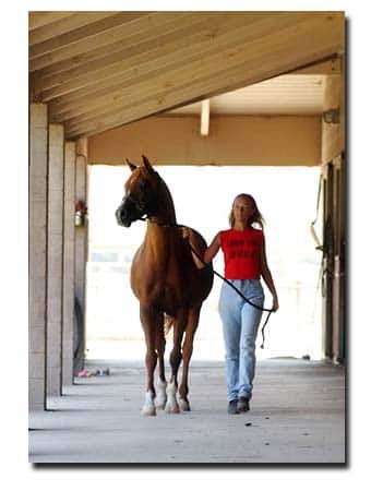 Meisje met paard aan de hand. Vrijwel alle paarden krijgen vroeg of laat met gewrichtsproblemen te maken.