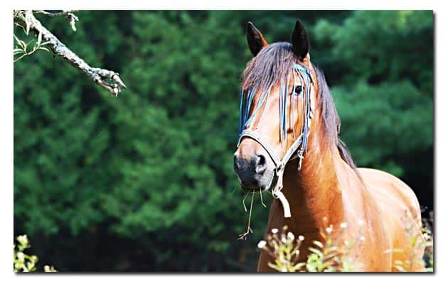 GlucoHorse | Bruin paard dat attent, met de oortjes naar voor, voor zich uitkijkt.