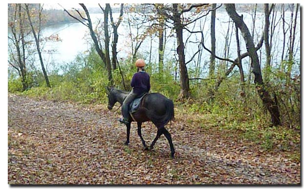 Paard onder ruiter op een bosdreef. Bij paarden met artrose is het belangrijk een goede bodem op te zoeken.
