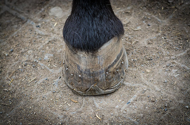We zien de koot en de hoef van een paard in vooraanzicht. Het paard draagt een hoefijzer. De hoef is droog, met krassen overlangs.