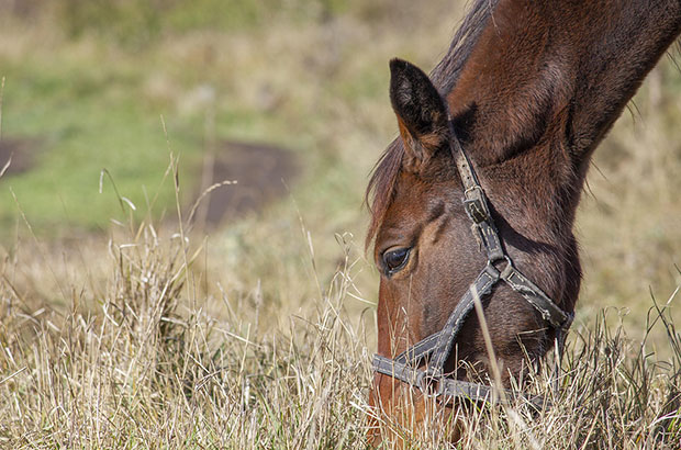 We zien het hoofd en de hals van een donkerbruin, al wat ouder paard. Het paard draagt een lederen halster met duidelijke tekenen van slijtage. Het paard graast. Het gras is vrij lang, maar bruin en verdord.