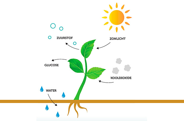 Schematische voorstelling van fotosynthese. Met zon en kooldioxide produceren planten zuurstof en suikers.