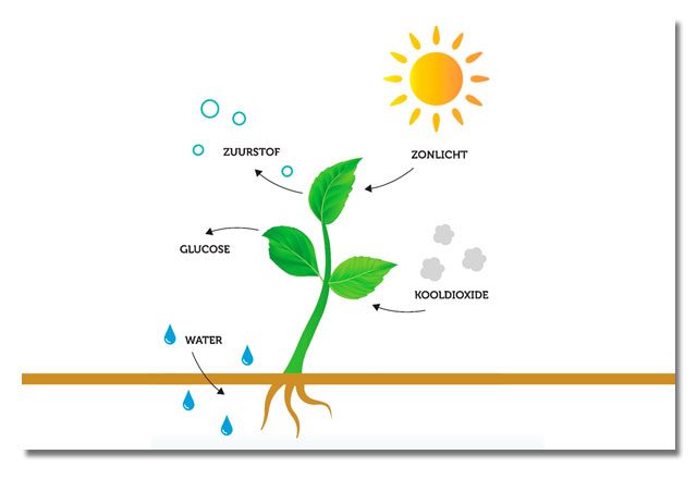 GlucoHorse | Schematische voorstelling van fotosynthese.