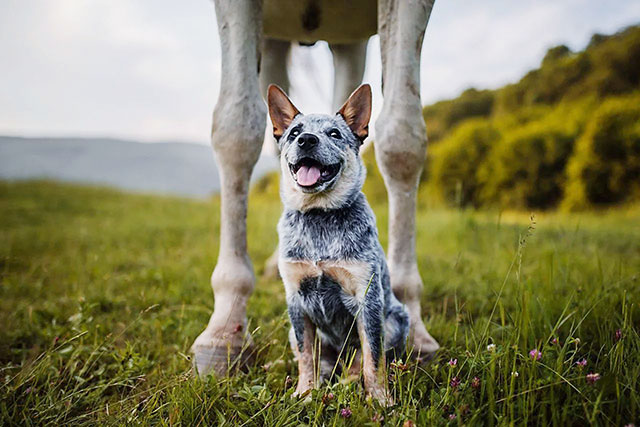 Hond met Paard.