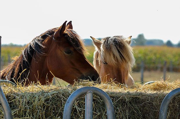 Twee pony's eten hooi uit een ruif. We zien hun hoofden boven de ruif uitkomen. De pony links is bruin met zwarte manen. De pony rechts is waarschijnlijk een Fjord, of een Fjord kruising. Hij heeft een zeemkleurige huid, en manen met wit en zwart. De ruif is tot bovenaan gevuld met mooi hooi.