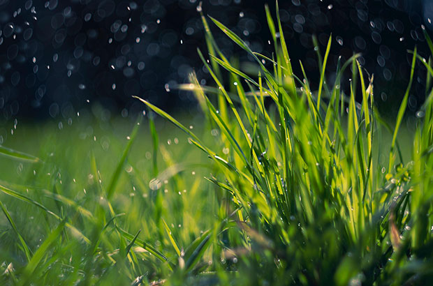Close-up van jong gras in de regen.