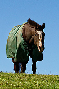 Een donkerbruin paard met brede bles kijkt over het gras op een heuvelrand. Het paard houdt het hoofd wat naar beneden en kijkt ons recht aan. Het draagt een groenachtig deken. Tegen de achtergrond zien we een fel blauwe lucht.