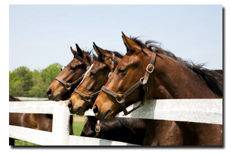 Drie paarden op een rij die over de omheining kijken.