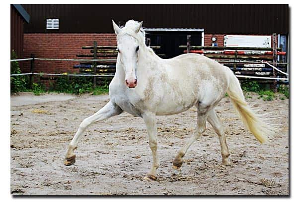 Lodi, de twaalfjarige pony van Marlene.