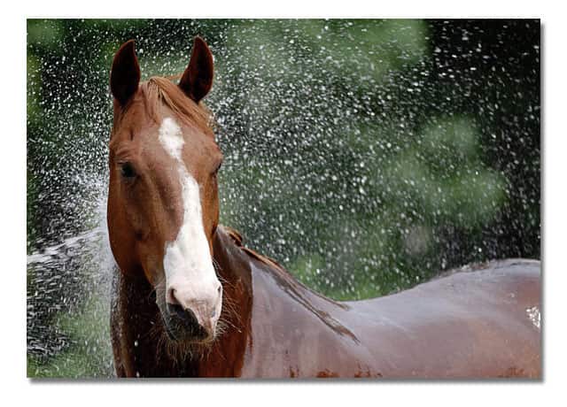 GlucoHorse | Een paard wordt afgespoeld met een tuinslang. De waterdruppels spatten in het rond.
