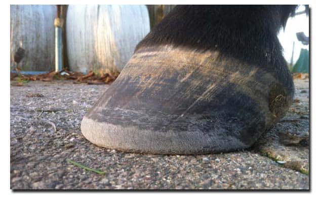 Paardenhoef bekapt met een zogenaamde mustang roll. Paarden met artrose kunnen best bekapt of beslaan worden met veel rol in de voet.